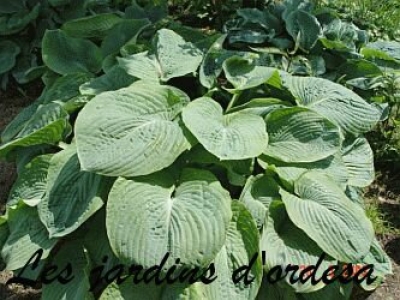 Hosta sieboldiana elegans